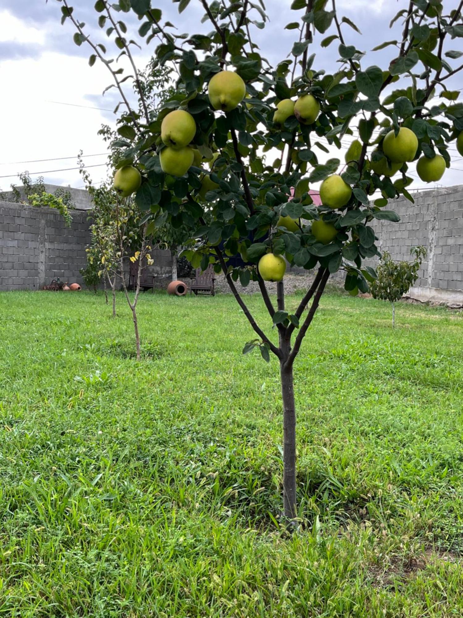 Eco House Jeo וילה